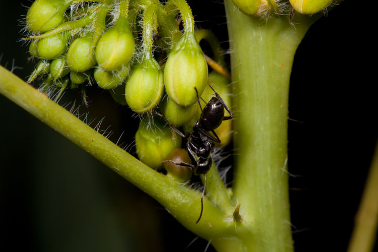 ant visits senna extraflral nectary