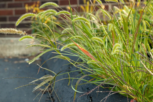 foxtail grass