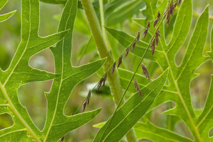 compassplant leaf