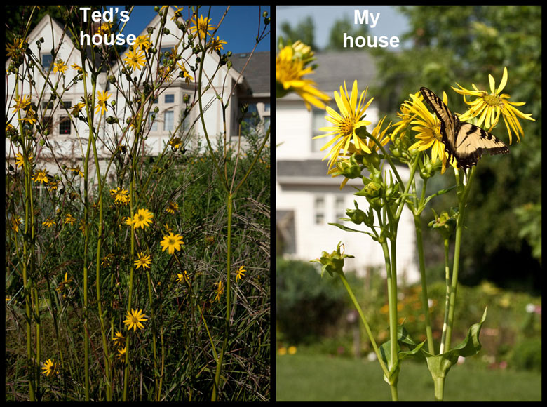 A tale of two backyards