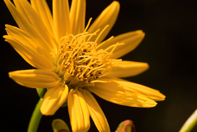 Silphium young head