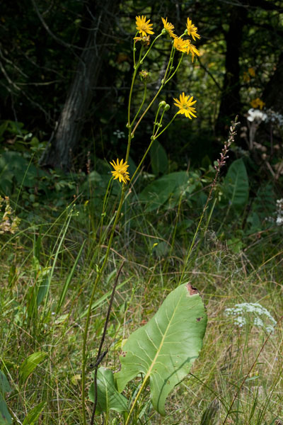 prairie dock at Cedar Bog