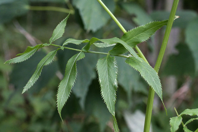 Sium leaf at Stage's Pond