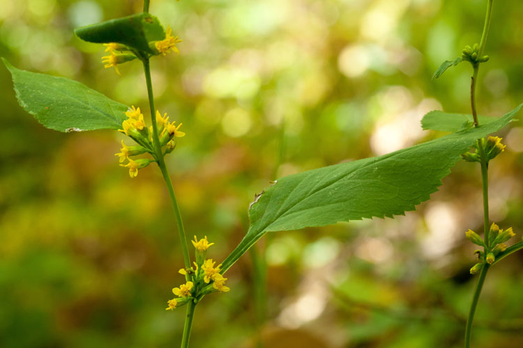 zigzag goldenrod