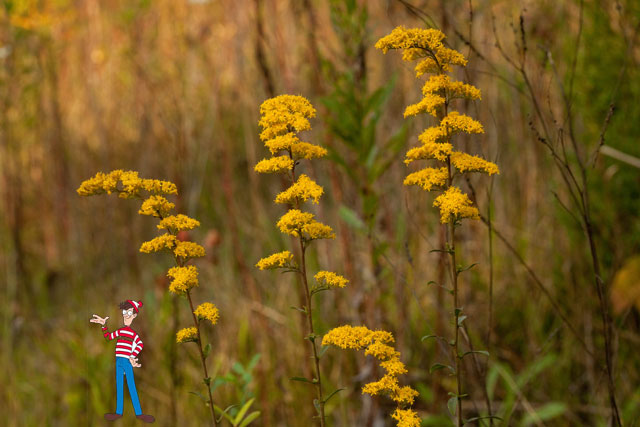 gray goldenrod