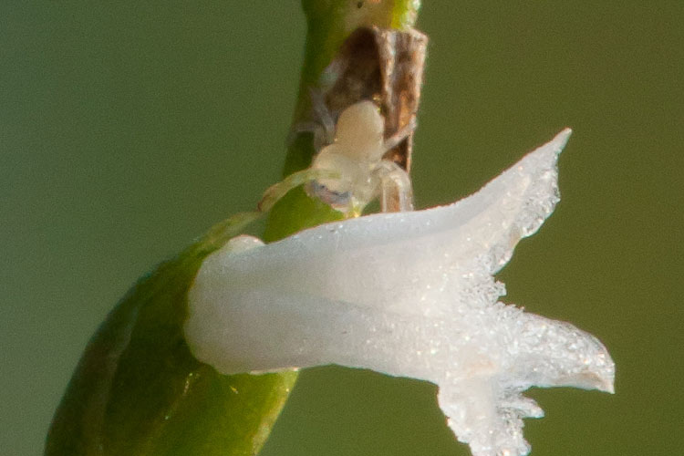 spider on Spiranthes, perhaps