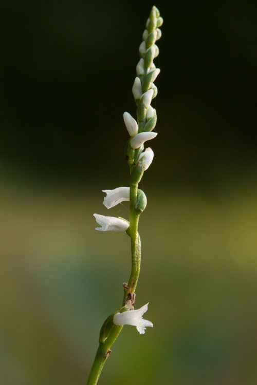 little ladies' tresses