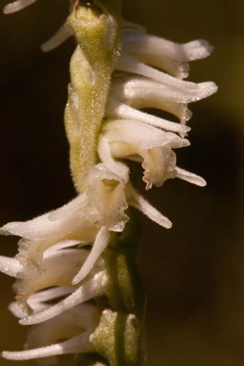 narrow-leaved ladies' tresses