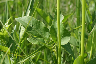Thaspium leaf
