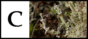 C is for Cladonia
