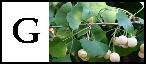G is for Ginkgo