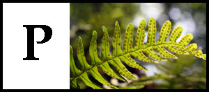 P is for Polypodium