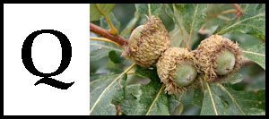 Q is for Quercus