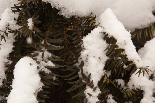 yew foliage