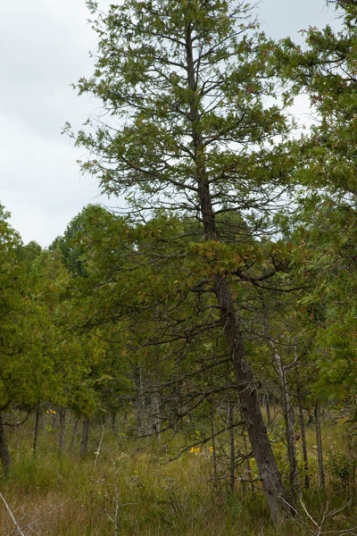 northern whitecedar