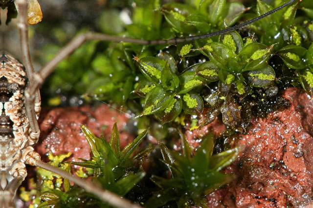 Orthotrichum pumillum and Tortula papillosa