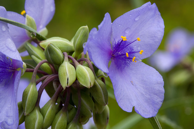 Ohio soiderwort