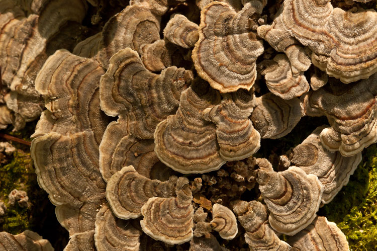 Trametes versicolor