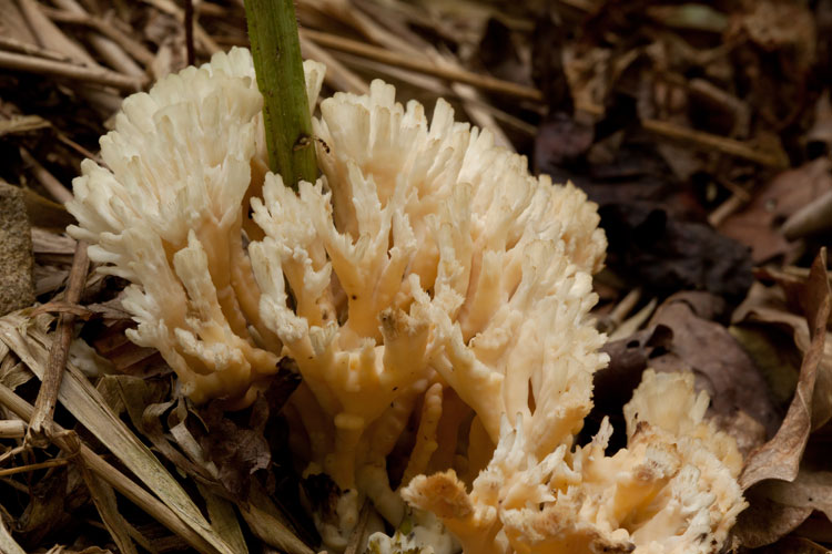 false coral mushroom