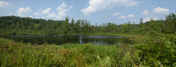 Escape To The Enchanted: Ohio's Triangle Lake Bog State Nature Preserve