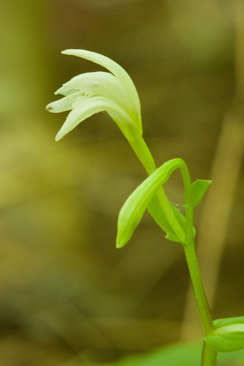 three-birds orchid