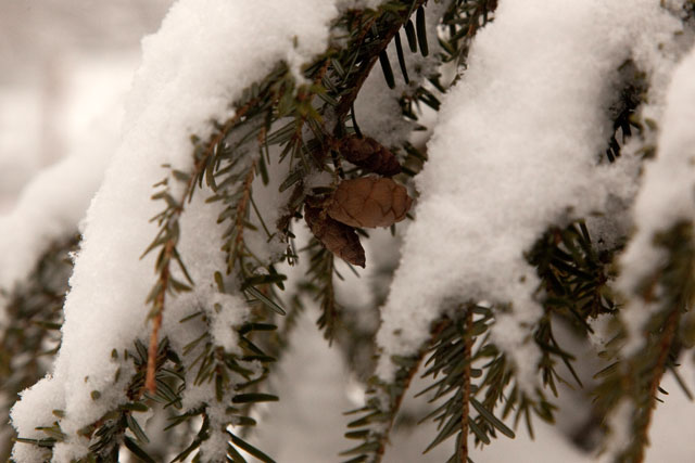 eastern hemlock branch