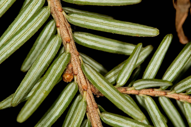 hemlock twig