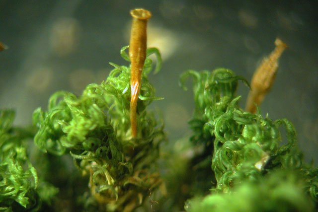 Ulota crispa