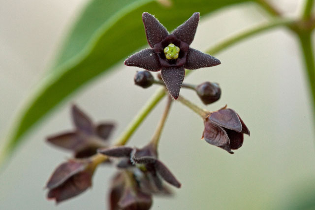 swallow-wort flower