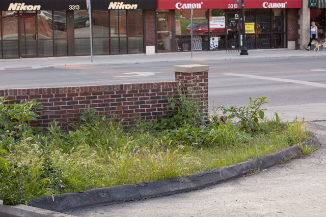 stuupid weed patch along the road