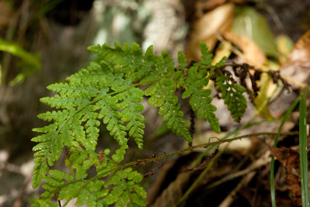 blunt-lobed woodsia