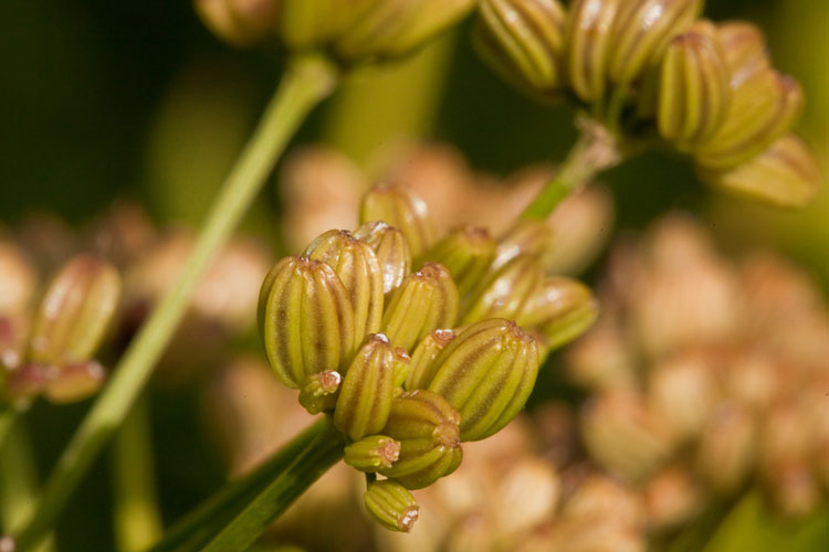 golden Alexanders