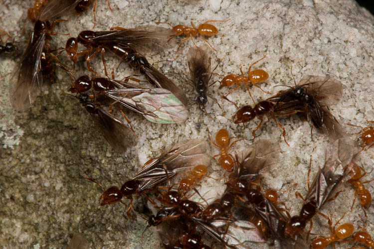 ants swarm