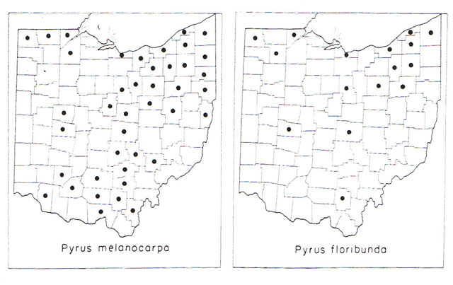 chokeberry maps