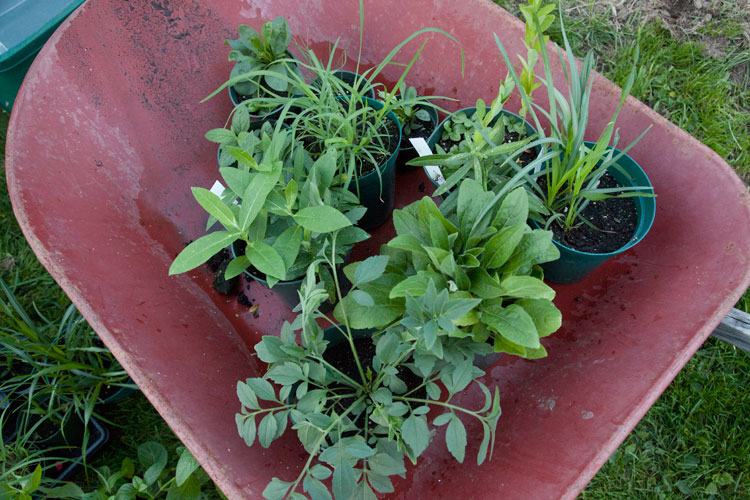 prairie plants