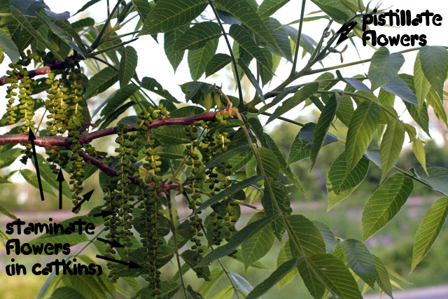 Walnut branch