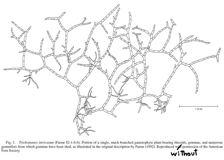 Farrar drawing of weft fern