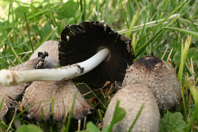 Inky-cap (genus Coprinus) have closely spaced narrow gills. <br>Greenlawn Cemetery, May 23, 2008, 