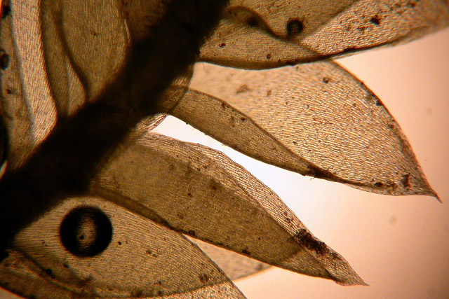 Plagiothecium denticulatum microscope view showing complanate (dorsi-ventrally folded) leaves.