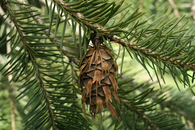 Douglas-fir with old seed cones May 23, 2008, Greenlawn Cemetery, Columbus OH
