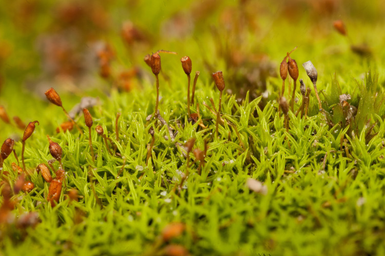 Pigtail moss is a small acrocarp typically found in calcareous areas. 