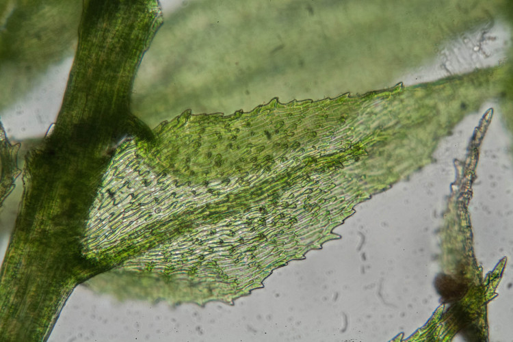 Bryhnia leaf cells are pointed (papillose) at the ends. 