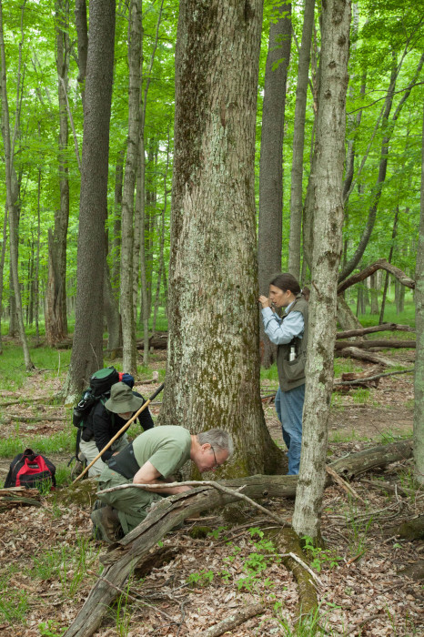 Bryologists barking up the right tree. 