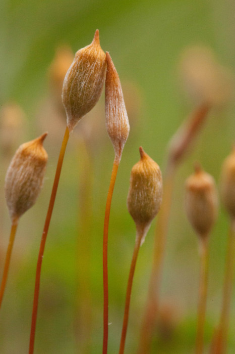 One of these sporophytes hasn't developed properly. 