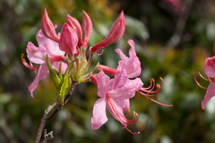 Pinkster-flower, Rhododendron periclymenoides, is clamoring for attention. 