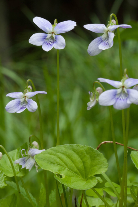 Marsh blue violet flowers are elevated high above the leaves. 