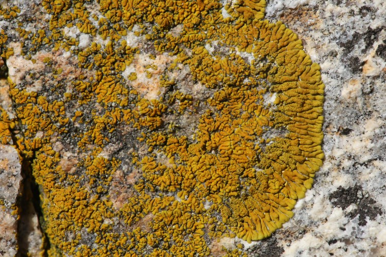 Caloplaca verruculifera is ringed firedot lichen.