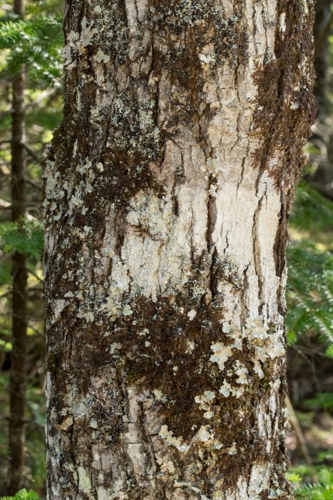 Pertusaria amara substrate