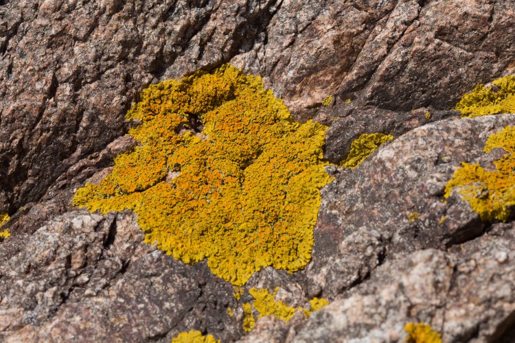 Xanthiria parietina on rock along the coast of Maine.