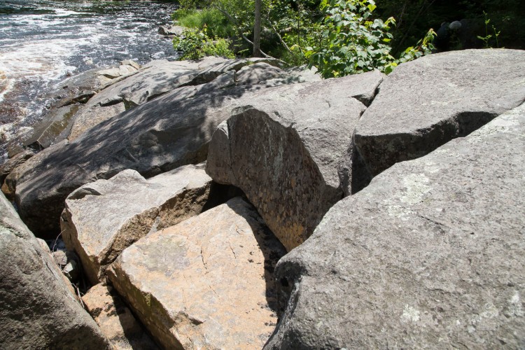 riparian rock lichen substrate